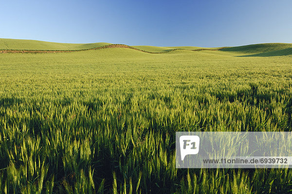 Wheat Field near Colfax  Palouse Region  Whitman County  Washington  USA