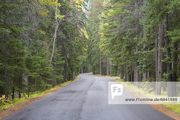 Road in Autumn  Banff National Park  Alberta  Canada