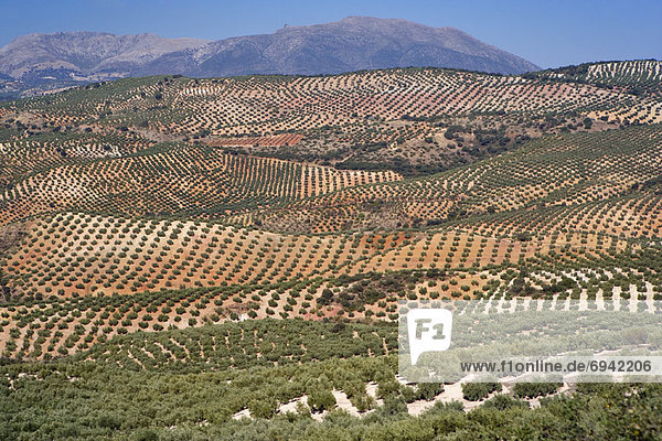 Overview of Olive Orchards  Andalucia  Spain
