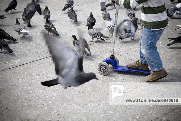 Boy Chasing Pigeons on Scooter
