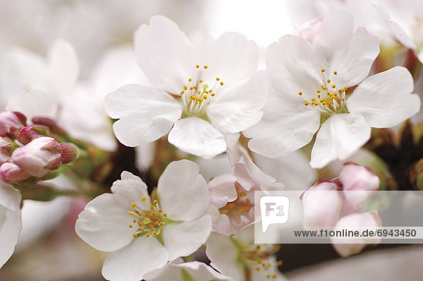 Blossoming pink flowers on a cherry tree