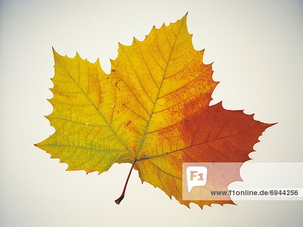 Autumn leaf from a Plane tree