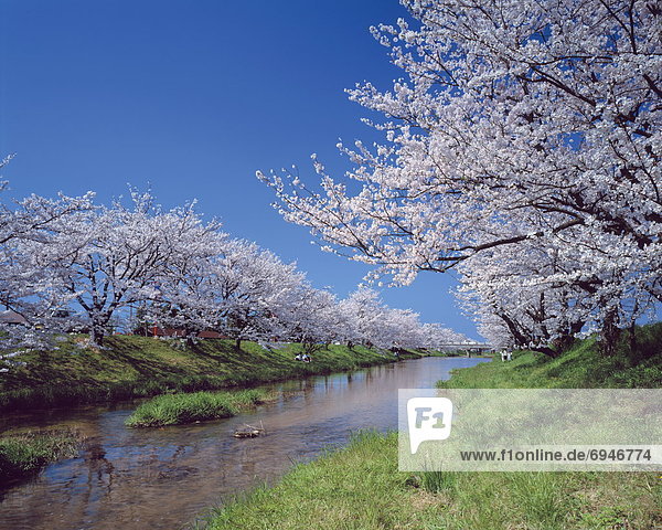 Row of cherry trees beside river  Matsue city  Shimane prefecture  Japan