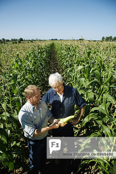 Men Checking Corn in Cornfield