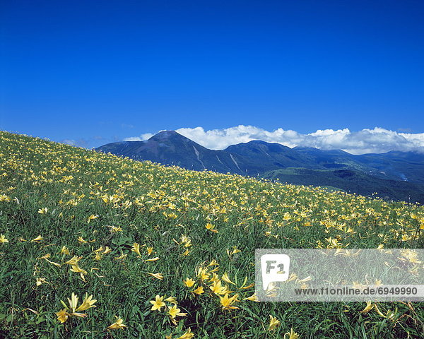 Berg  gelb  Feld  Nagano  Japan  Lilie