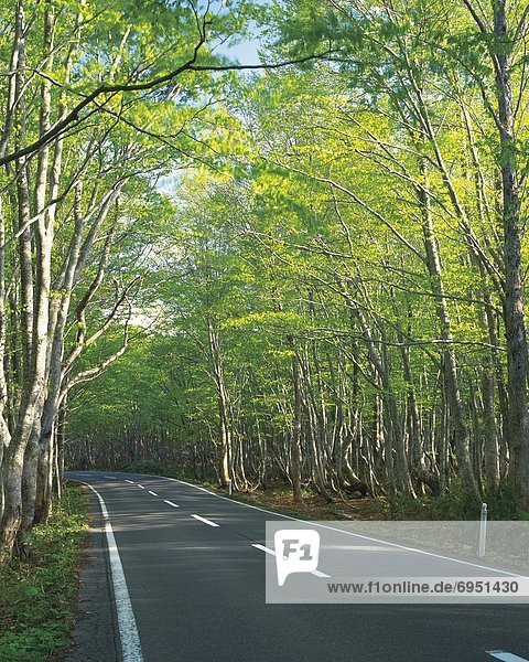 Road in the Green Woods