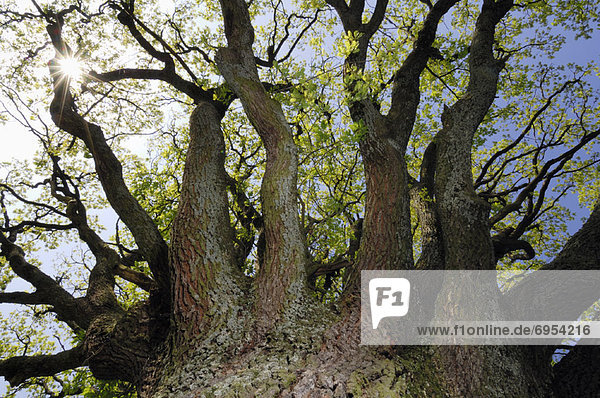 hoch oben sehen Baum Limette