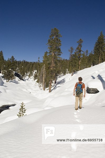 Man Walking through Snow  Yosemite National Park  California  USA