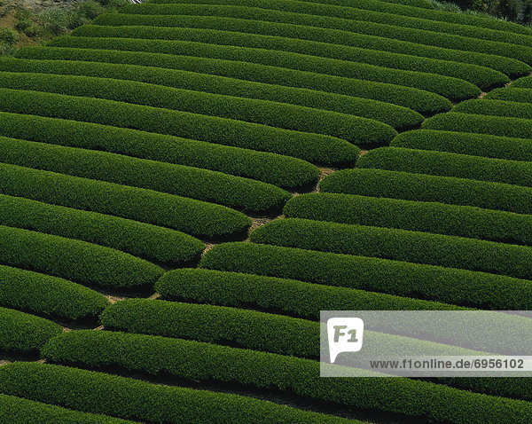 Tea crops  Shizuoka Prefecture  Japan