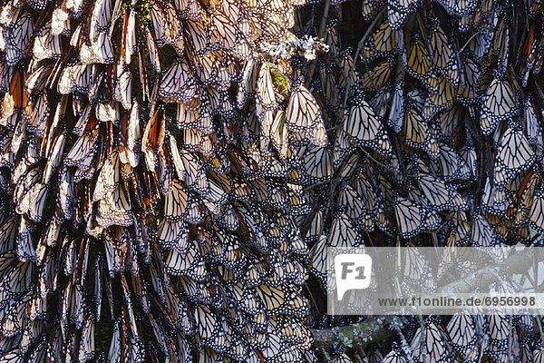 Monarch Butterflies on Pine Tree  Sierra Chincua Butterfly Sanctuary  Angangueo  Mexico