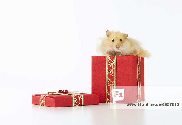 Geschenk  Weihnachten  Hamster