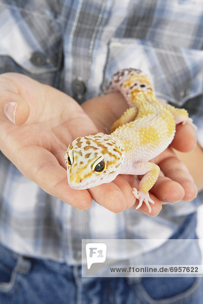 Hands Holding Lizard