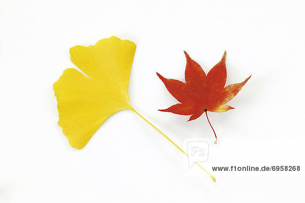 Leaves in autumn color  white background