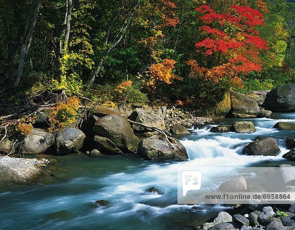 River in forest  Hokkaido Prefecture  Japan