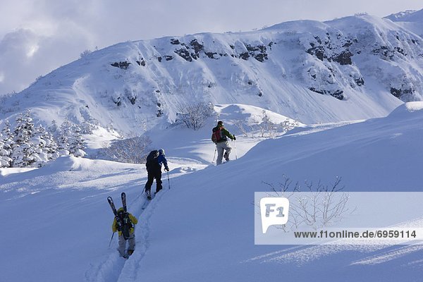 Backcountry Skiers Ascending Hill  Furano  Hokkaido  Japan