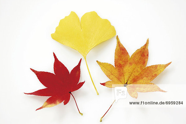 Leaves in autumn color  white background