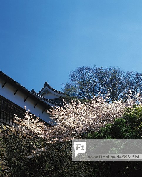 Fukuoka Castle with cherry blossoms  Fukuoka city  Fukuoka prefecture  Japan