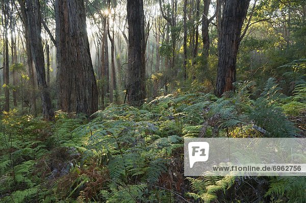 Wald  Victoria  Australien