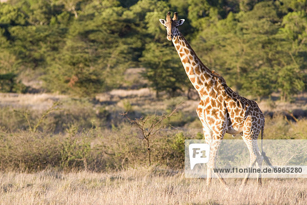 Pampashase Dolichotis patagonum Giraffe Giraffa camelopardalis Kenia Masai