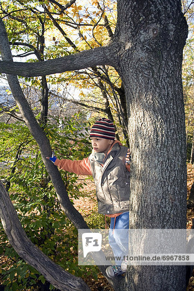 Boy in Tree