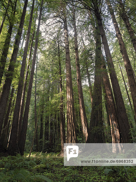 Redwood Trees  Muir Woods National Monument  California  USA