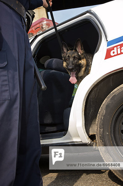 Hund  Offizier  Polizei