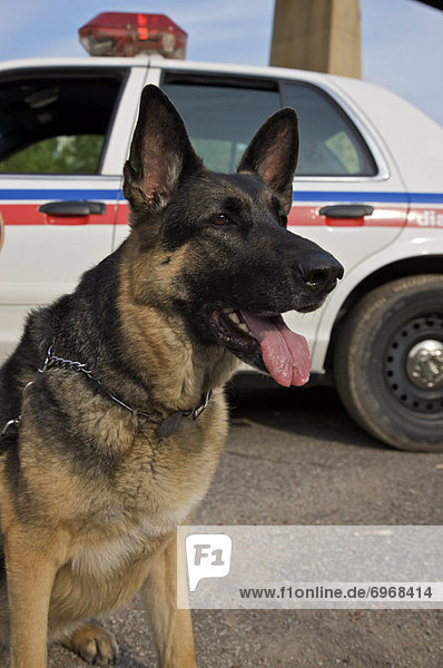 Portrait  Hund  Polizei