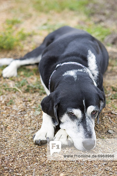 Vereinigte Staaten von Amerika  USA  Außenaufnahme  Bauernhof  Hof  Höfe  dösen  Hund  Kalifornien  freie Natur