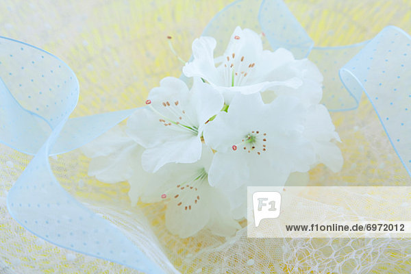 Rhododendron ribbon bouquet