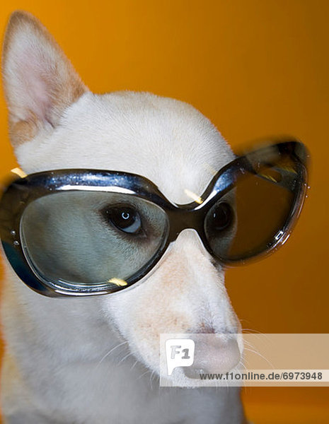 Portrait  Kleidung  Sonnenbrille  Shiba