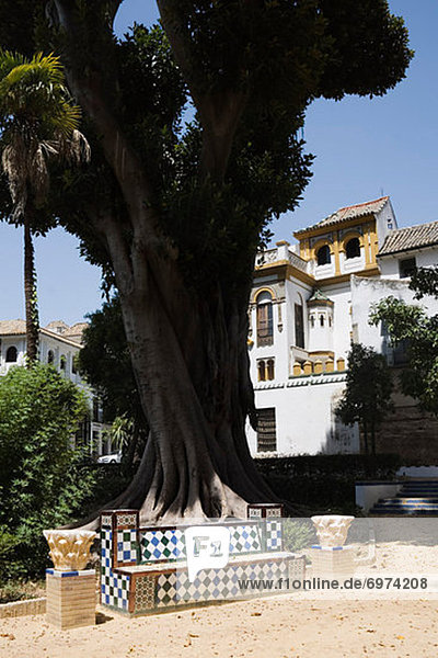 Baum  unterhalb  bunt  Sitzbank  Bank  Garten  groß  großes  großer  große  großen  Andalusien  Sevilla  Spanien
