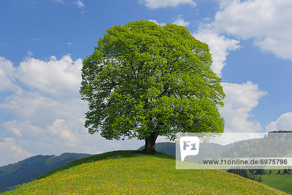 Baum Hügel hoch oben Limette Schweiz