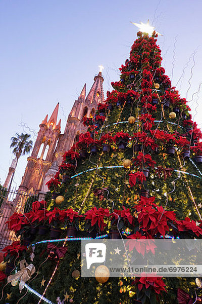 Weihnachtsbaum  Tannenbaum  Mexiko  Guanajuato  San Miguel de Allende