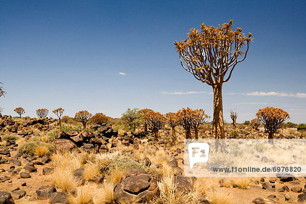 Köcherbaum  Aloe Dichotoma  Namibia  Keetmanshoop