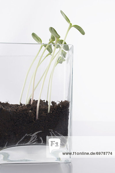 Sunflowers Sprouting in Clear Glass Vase