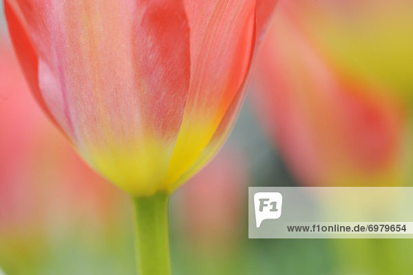 Fosteriana Tulip
