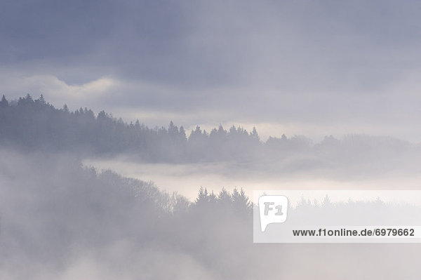 Baum  Tal  Nebel  Außenseiter  Baden-Württemberg  Schwarzwald  Deutschland