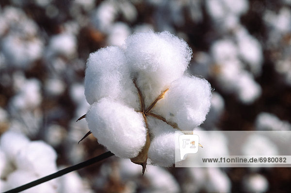 Cotton Bloom  Cotton Crop