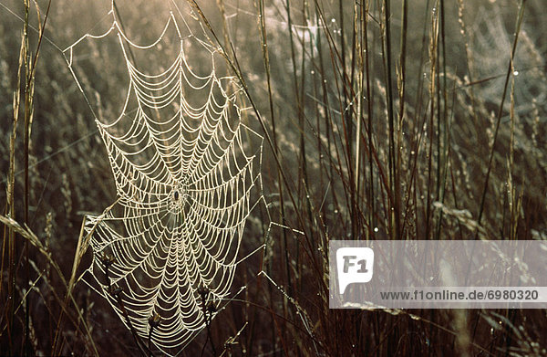 Spinnwebe  Morgen  Tau  Tautropfen  früh  Spinne