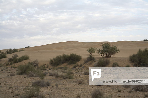 Indien  Rajasthan  Thar Desert