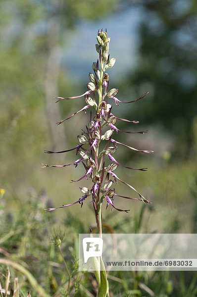 Ziegen-Riemenzunge (Himantoglossum caprinum)  Kerkinisee-Gebiet  Griechenland  Europa