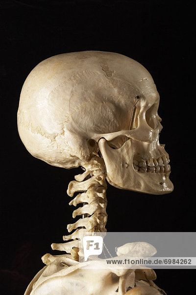Skeleton Profile