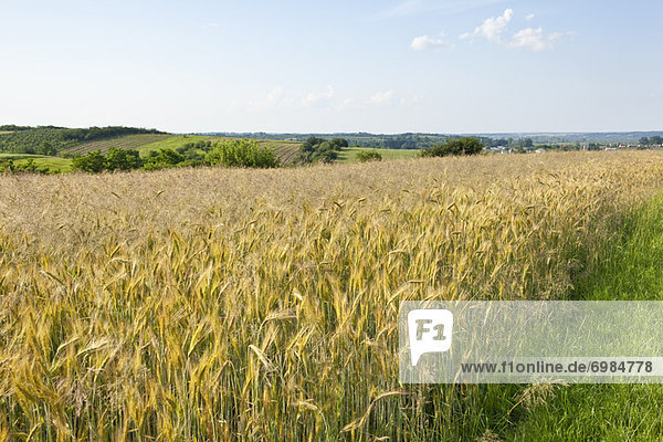 Wheat Field  Kazimierz  Poland