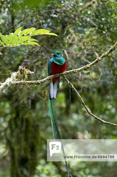 Quetzal (Pharomacrus mocinno)  männlich  San Gerardo de Dota  Provinz San JosÈ  Costa Rica  Zentralamerika