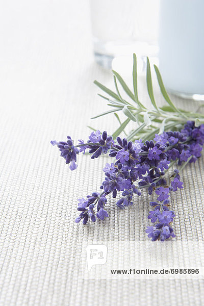 Lavendel Blumen