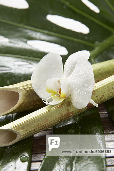 Bambus  Orchidee