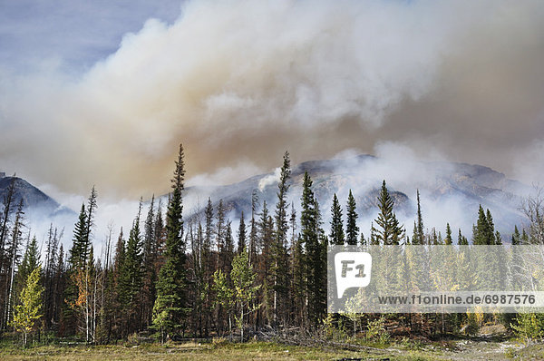 Banff Nationalpark  Alberta  Kanada  Waldbrand