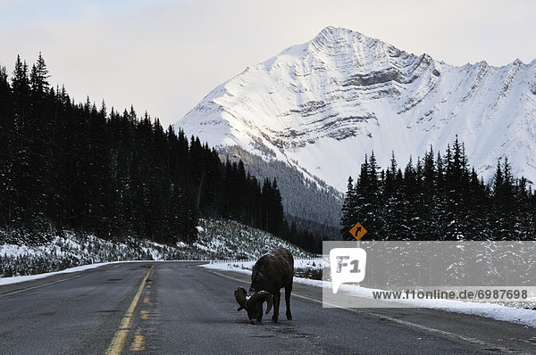 Bighhorn Sheep Licking Salt on the Road  Kananaskis Country  Alberta  Canada