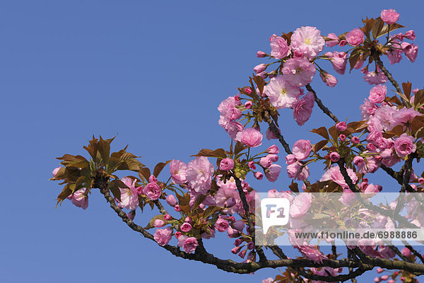 Kirschblüte  Österreich  Burgenland  Illmitz