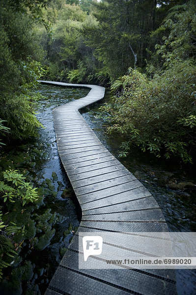 Winding Boardwalk through Forest  Pohara  Golden Bay District  Nelson Region  South Island  New Zealand